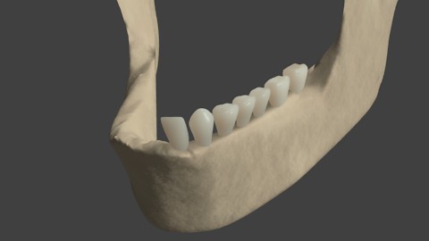 Lower Jawbone and teeth preview image 1